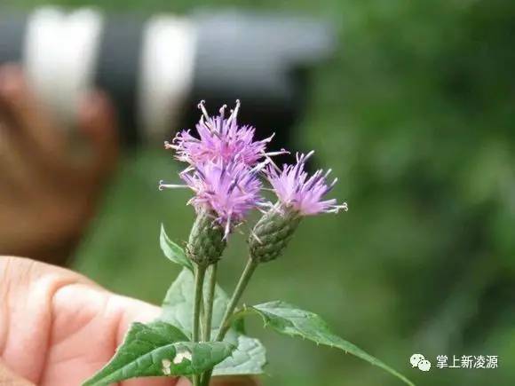 凌源三十家子裂山梁山脚下惊现神秘古村这回要在全国出名啦