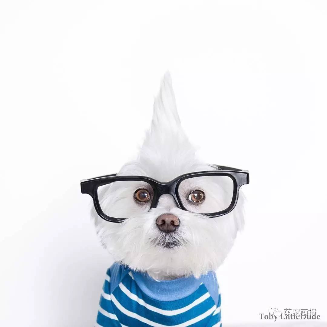 戴着黑框眼镜的狗狗toby,是不是显得很有学问