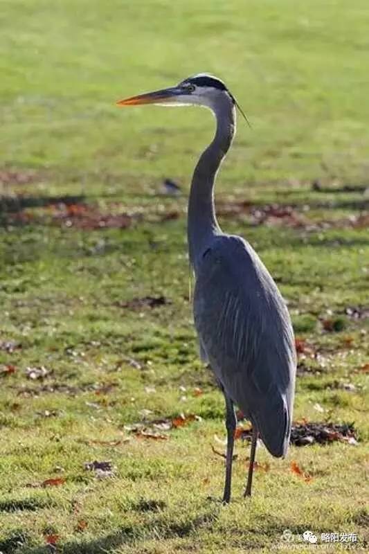 略阳观音寺首次发现国家保护动物——灰鹳