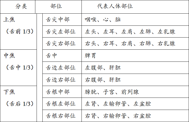  舌的部位劃分_舌的部分劃分