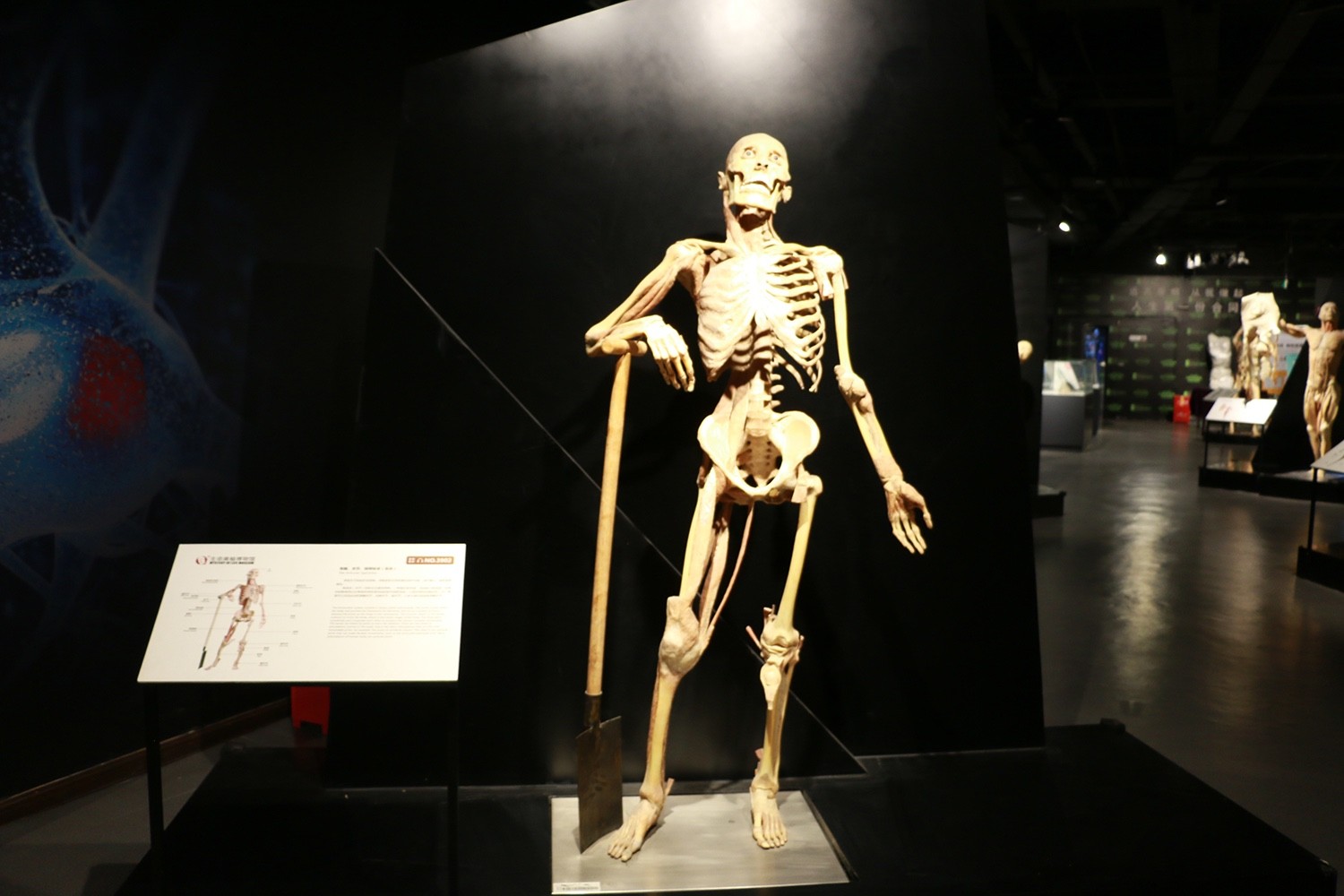 北京人体博物馆 身体图片