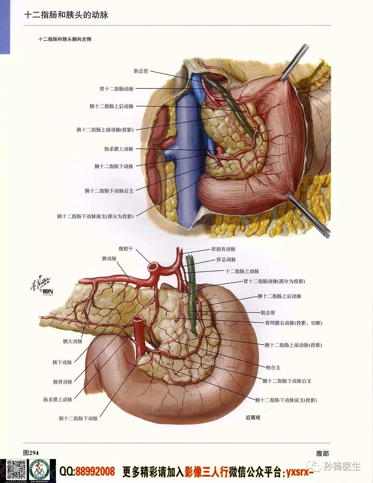 醫學乾貨超高清的奈特人體解剖彩色圖譜61腹部下