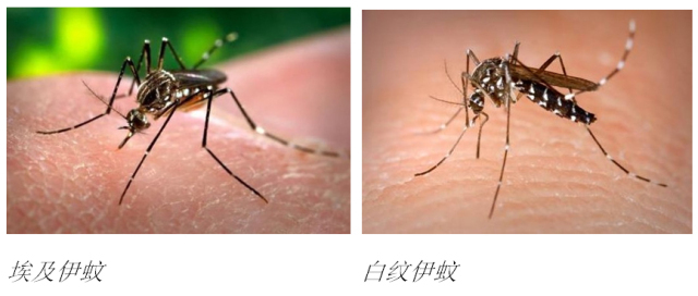 白纹伊蚊和普通蚊子图片