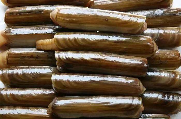 大竹蛏又称为大马刀,贝壳长约12厘米左右,外形和长竹蛏相似,区别是