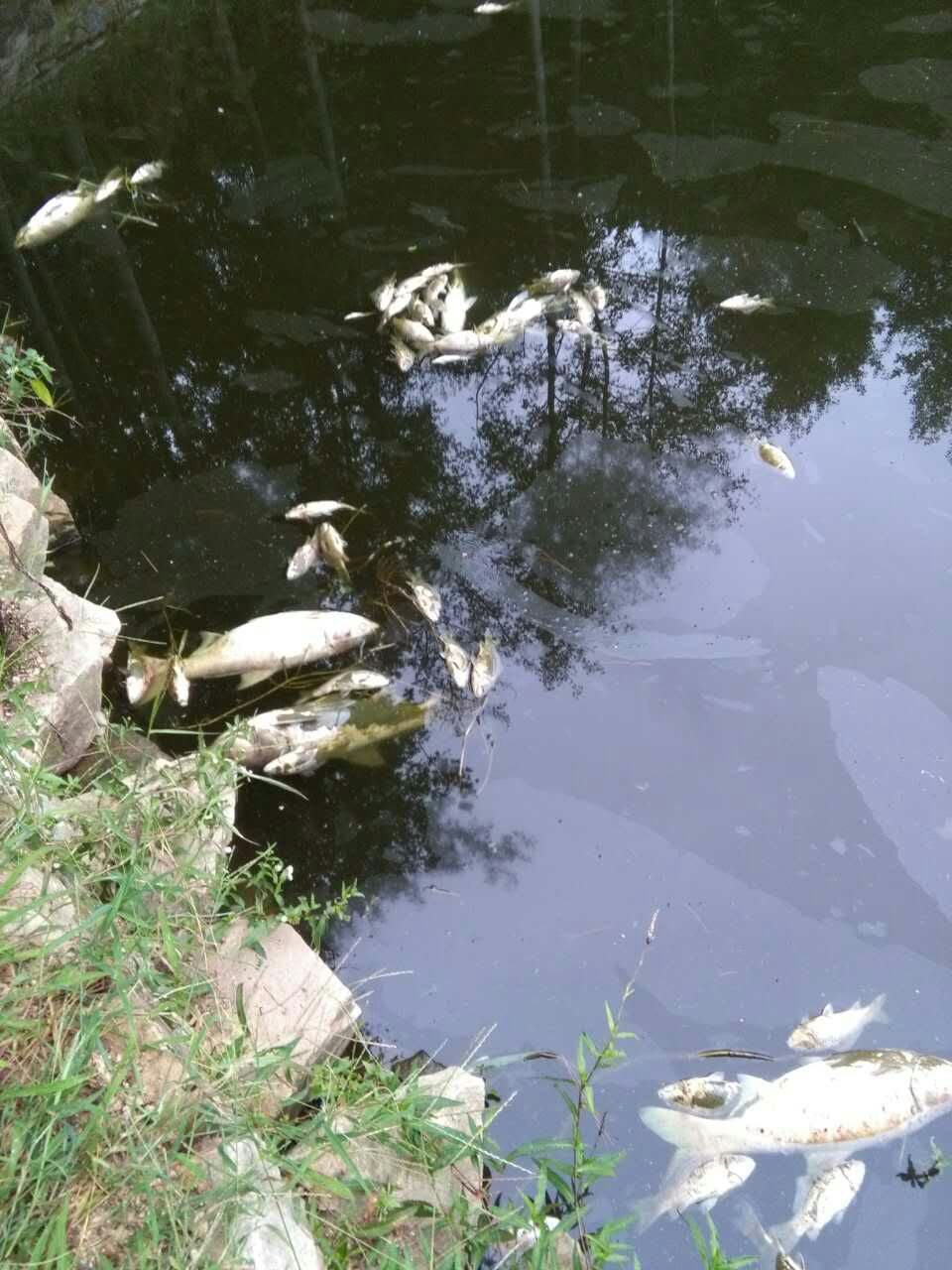 準備等魚浮出水面再用麻袋一次性撈走,誰知