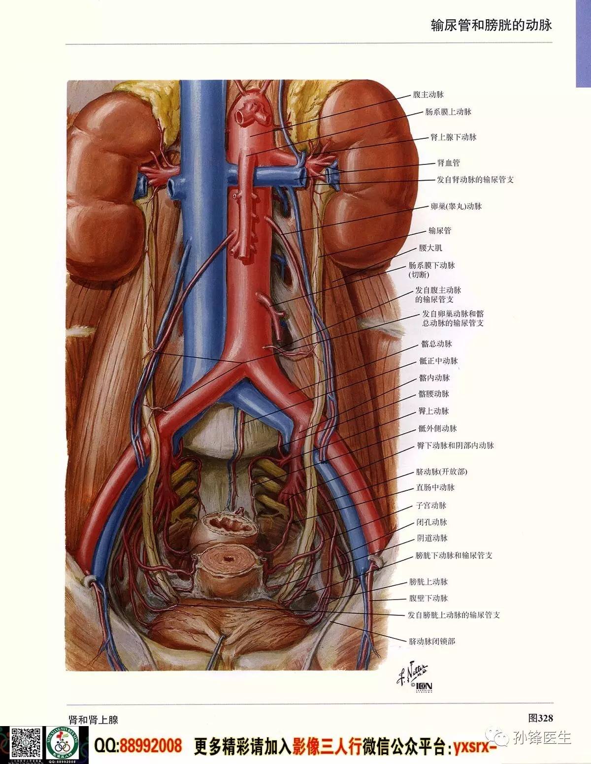 医学干货超高清的奈特人体解剖彩色图谱61腹部下