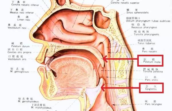 舌骨会厌韧带图片