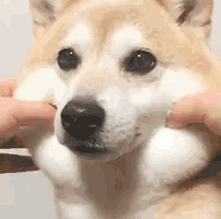 柴犬微笑表情包gif微信图片