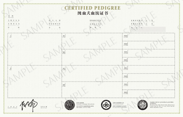 马犬cku血统证书图片