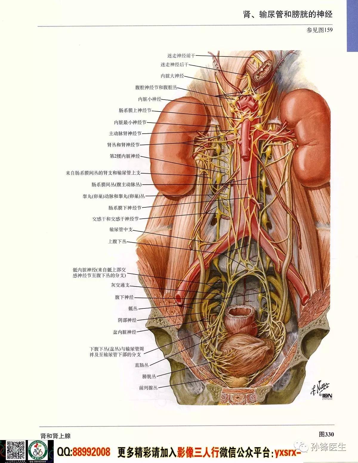 醫學乾貨超高清的奈特人體解剖彩色圖譜61腹部下