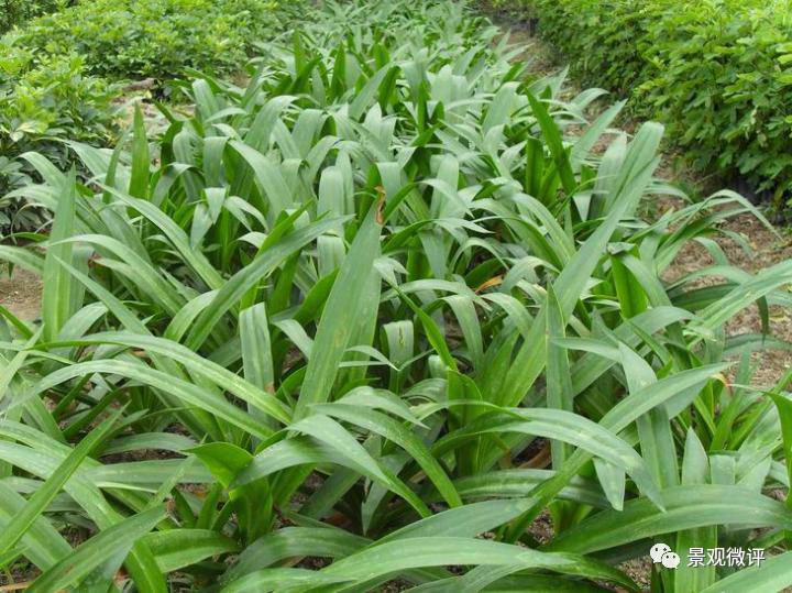 52种园林常用地被藤本水生植物