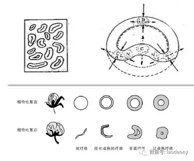 棉絮图解图片