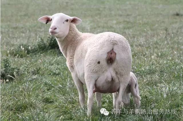 母羊外明图片