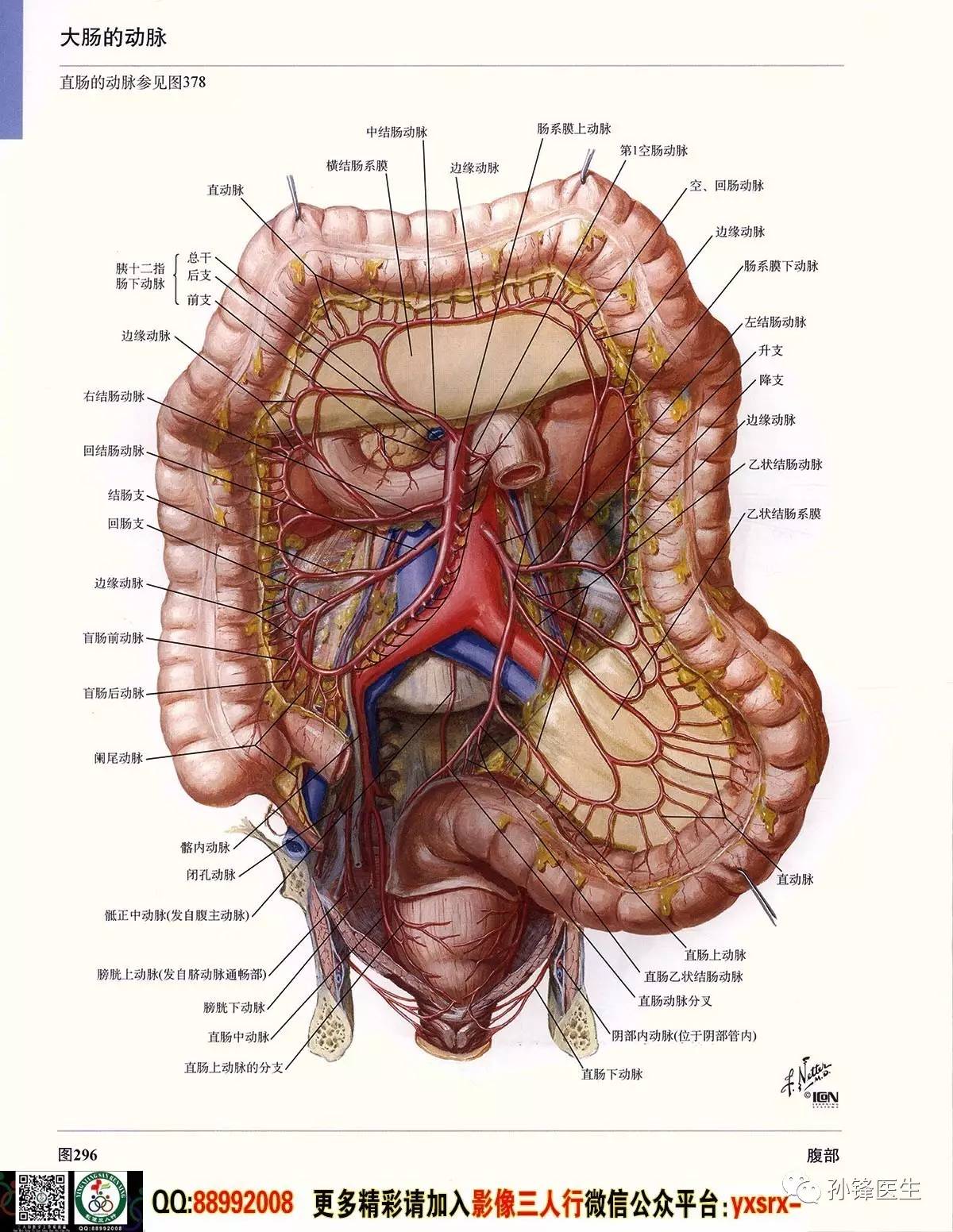医学干货超高清的奈特人体解剖彩色图谱61腹部下