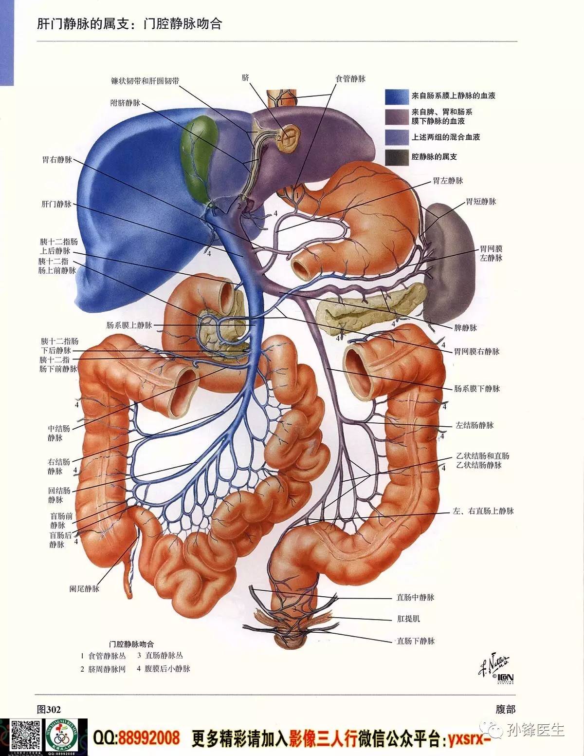 人体腹部解剖结构图解图片