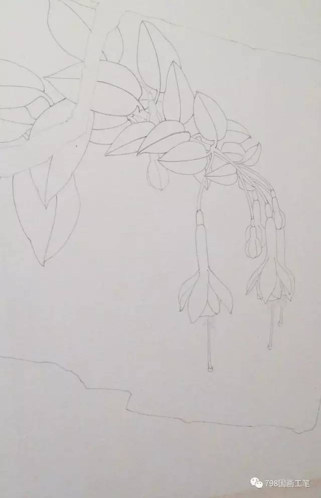 图文教程灯笼花绣球蔷薇的画法