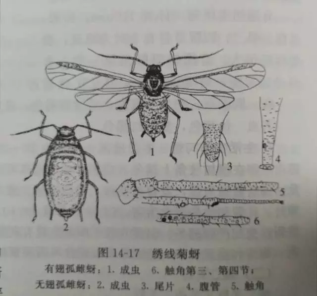 蚜虫的结构分解图图片