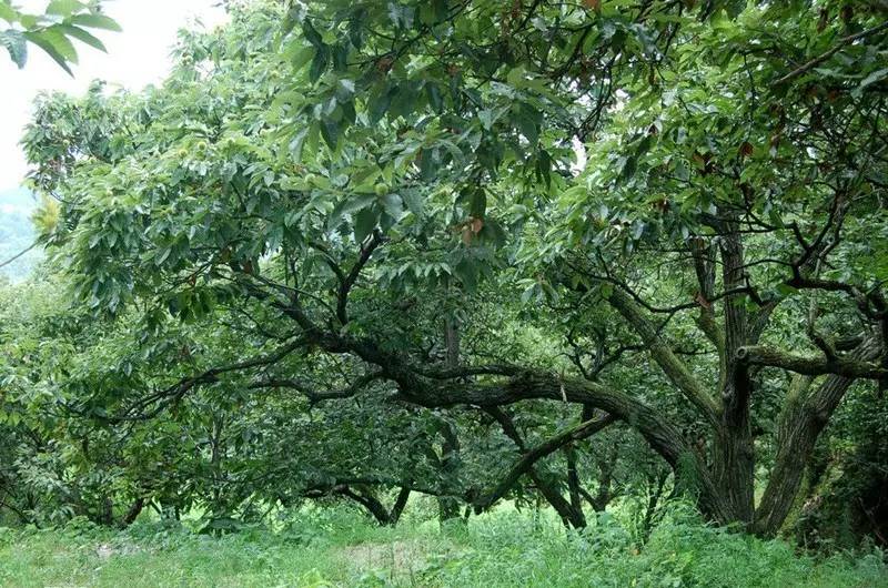 这个周六带孩子去霍山打野生板栗体验不一样的农家生活