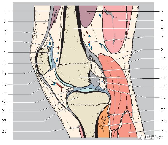 向後)proximal 近側的distal 遠側的medial 外側的lateral 內側的1 外