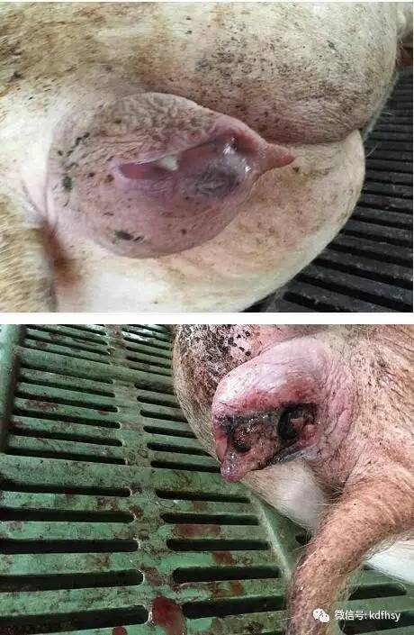 母猪产前10天症状图片图片