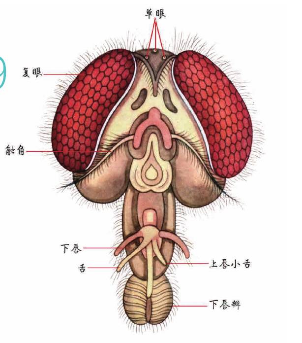 昆虫口器的结构图片