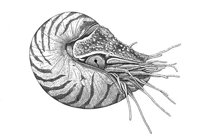 鹦鹉螺素描图片