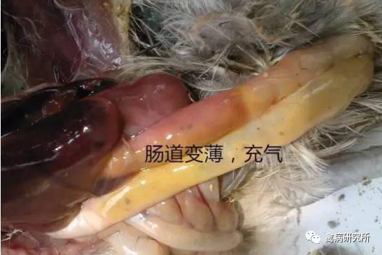 蛋鸡感染了霉菌和坏死性肠炎