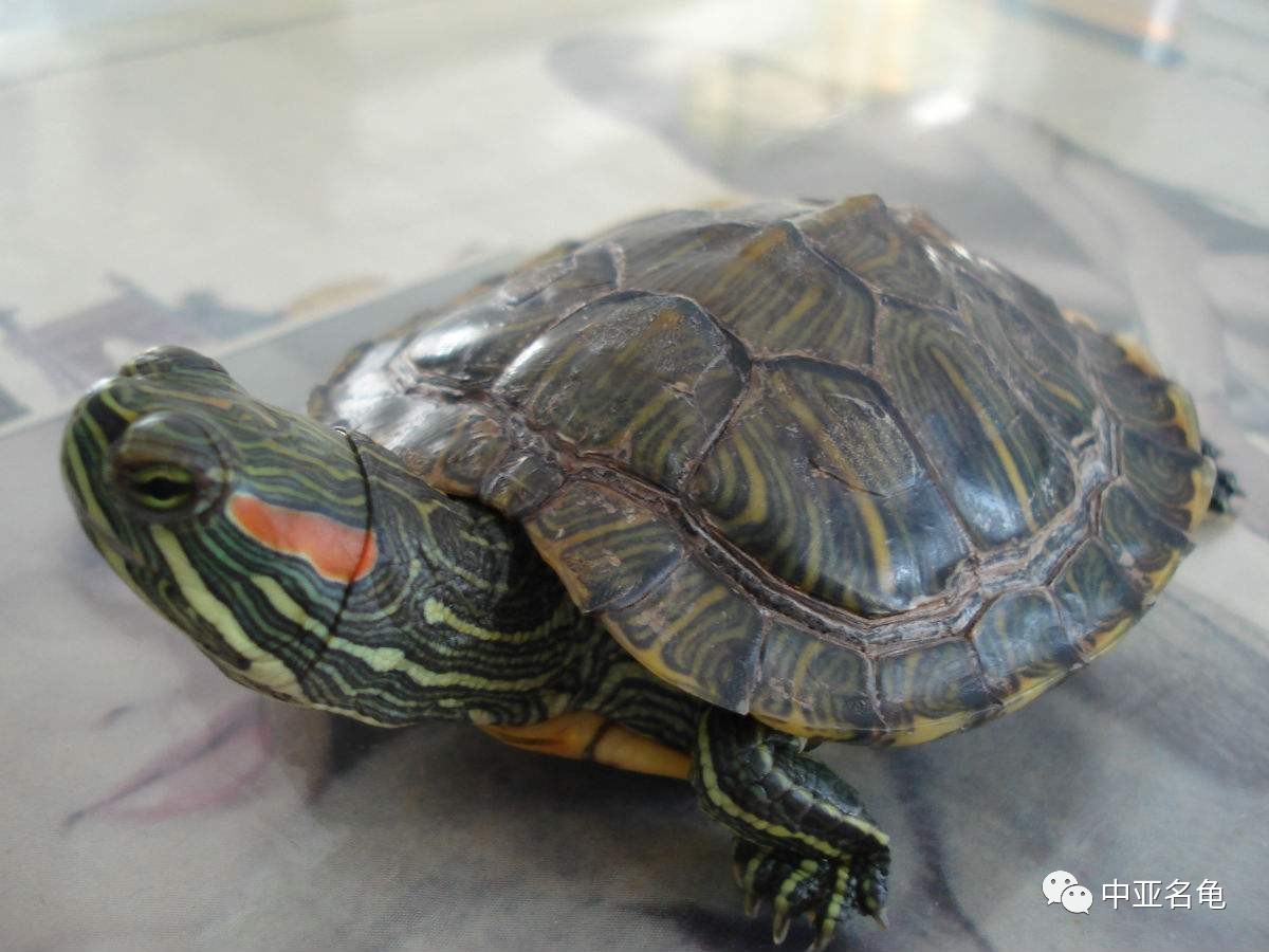 巴西龟年龄图解红耳龟图片