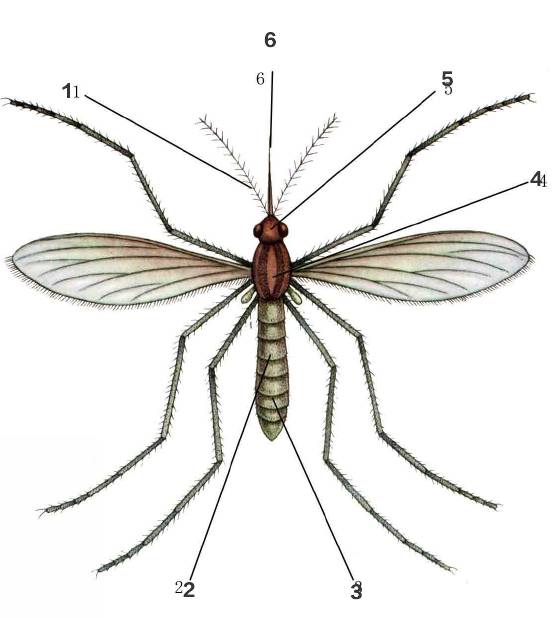 蚊子的构造图图片