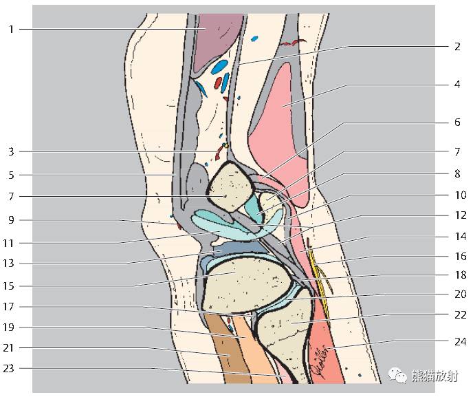knee, coronal 膝关节冠状(从前向后)proximal 近侧的distal 远侧的
