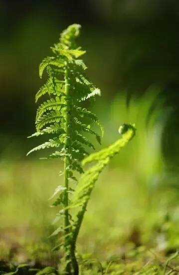 【草木格调】活在北京三环上的植物们