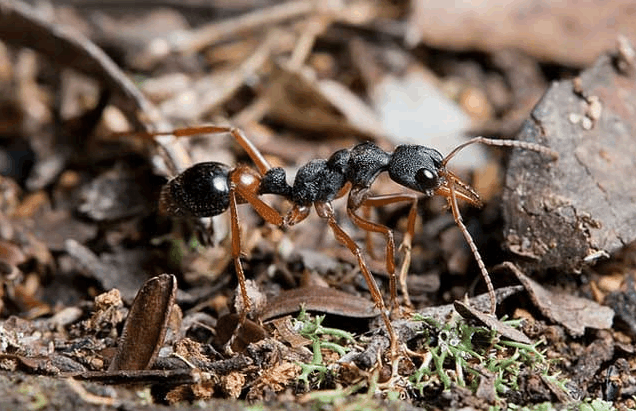 斗牛犬蚁毒性最强的蚂蚁之一斗牛犬蚁和行军蚁谁厉害