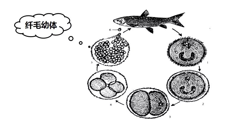 指环虫生活史图片