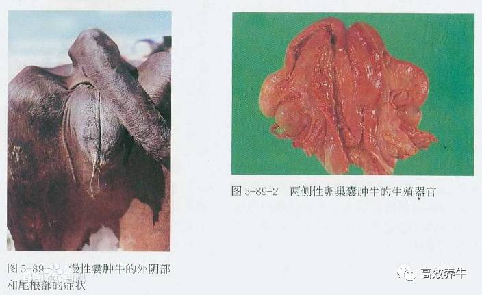 母牛卵巢囊肿的11个真相切记