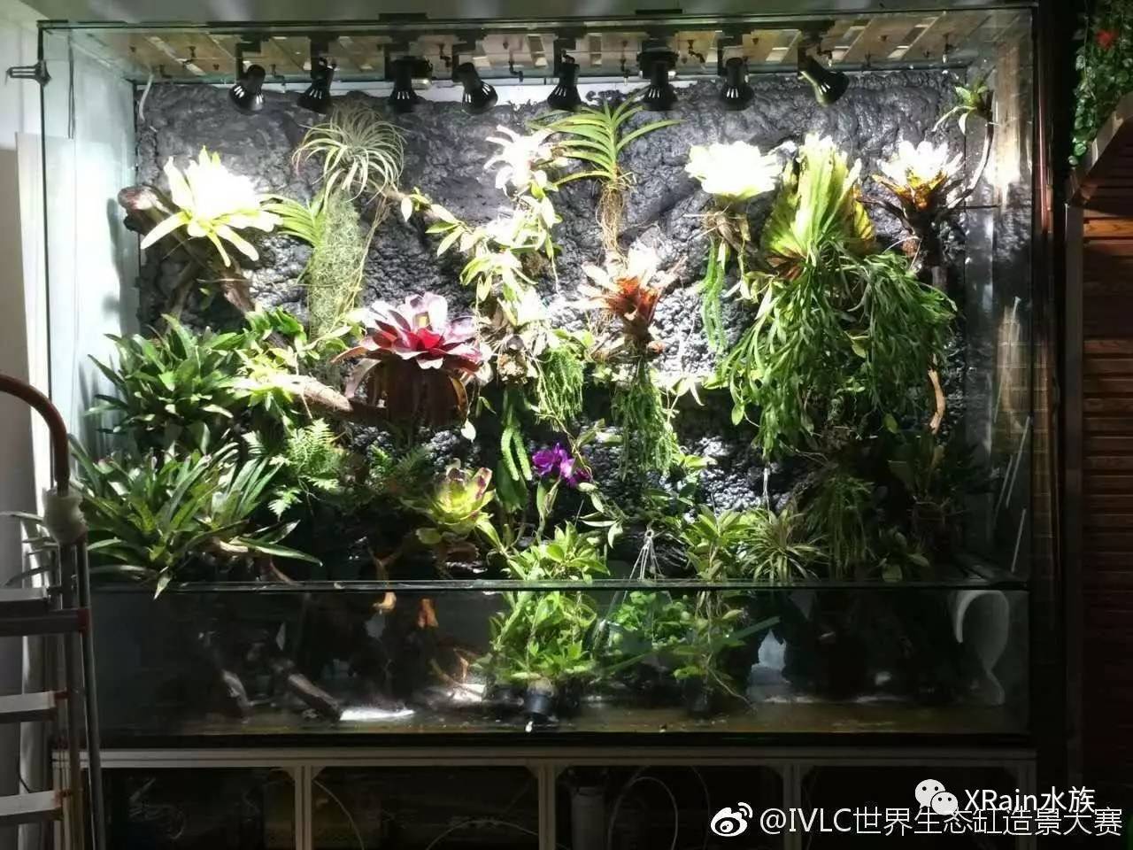 ivlc世界生態缸造景大賽持續關注3