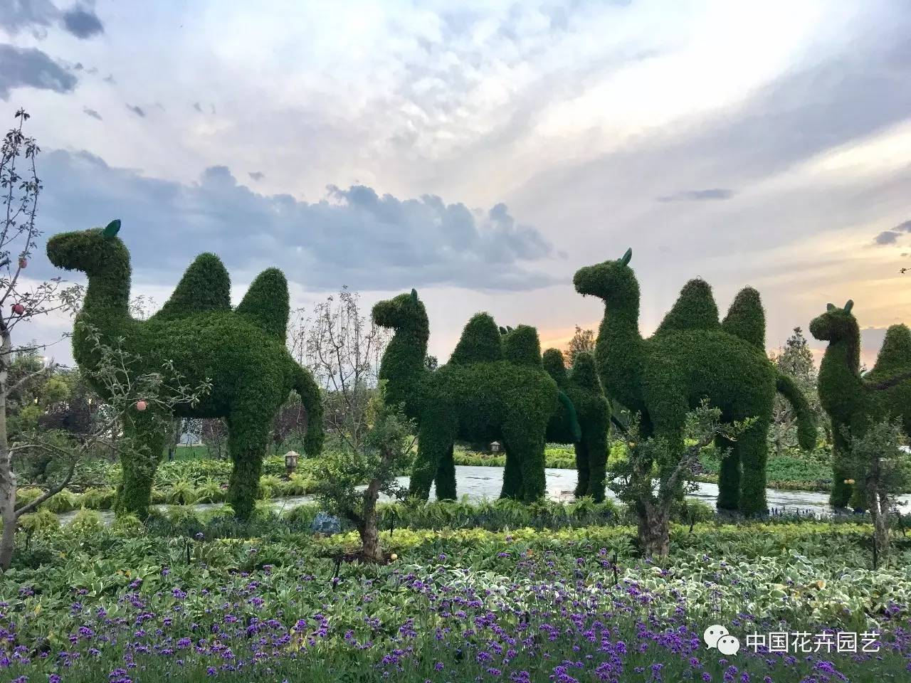 與花相約第九屆中國花卉博覽會精彩掠影動態