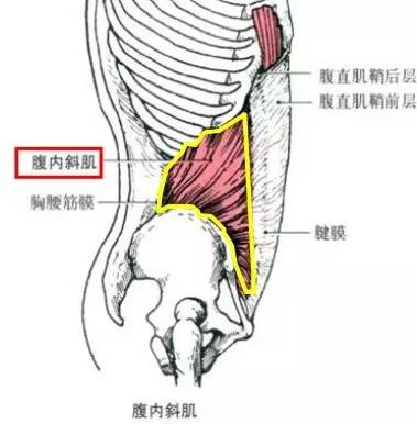 健身什么女生经常练腹肌反而会把腰练粗