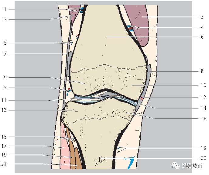 解剖膝关节mri冠矢状双语