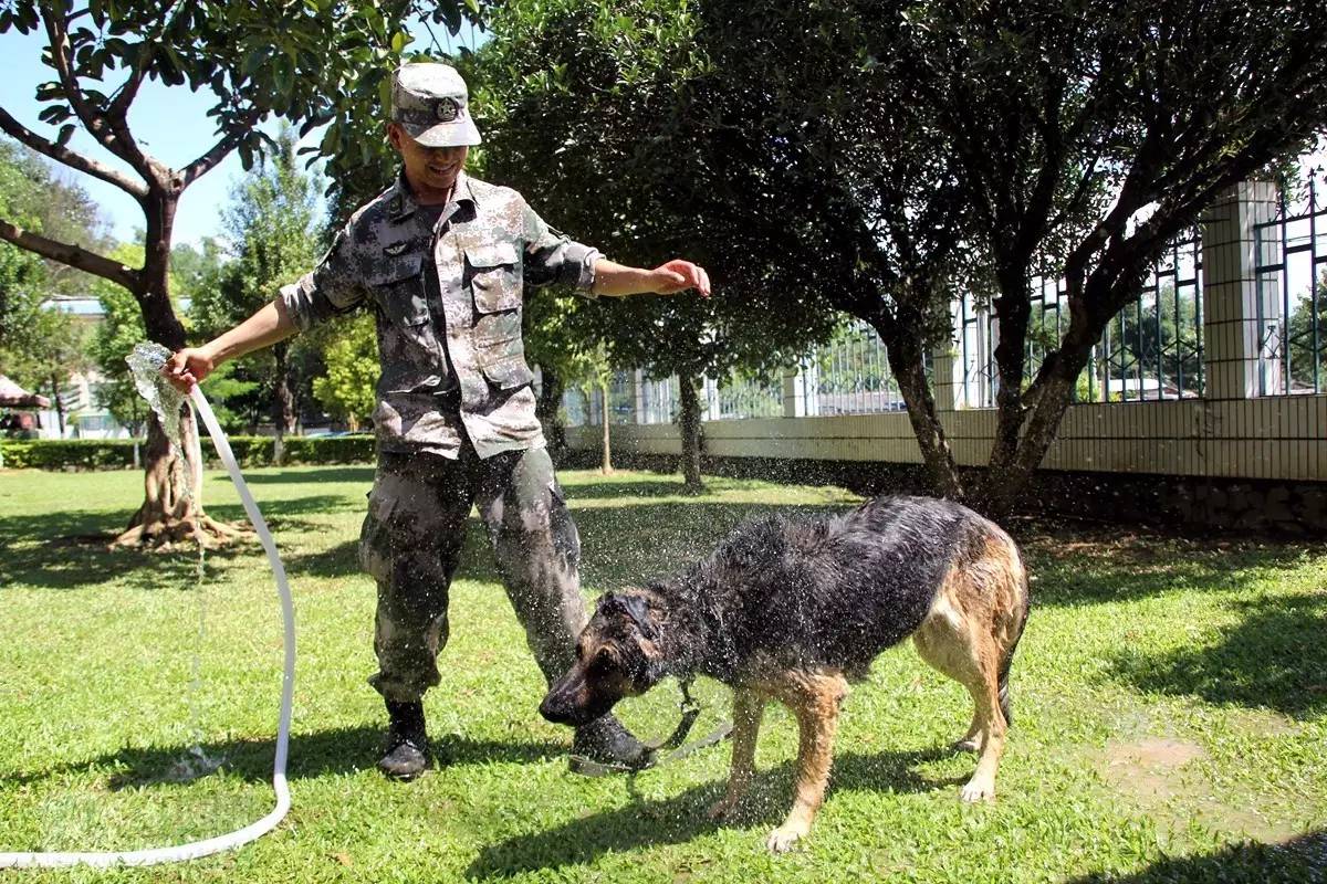 军犬壁纸卡通图片