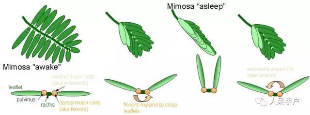 含羞草结构图解图片
