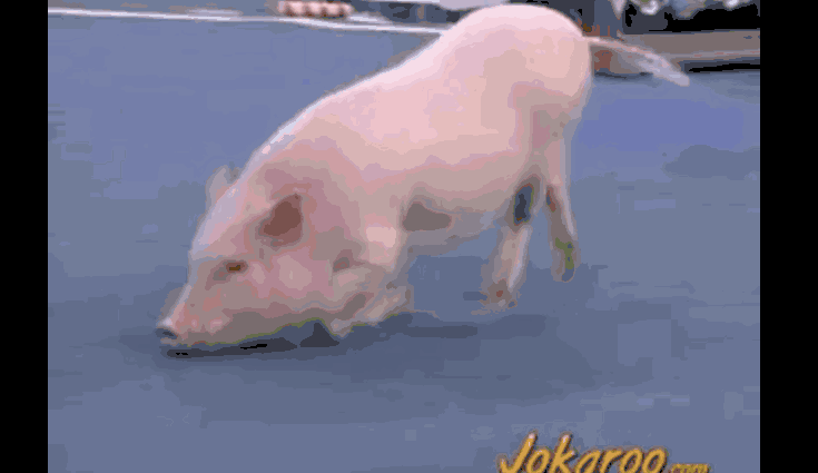 杀猪gif 动态图图片