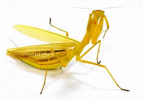 世界上最贵的螳螂图片