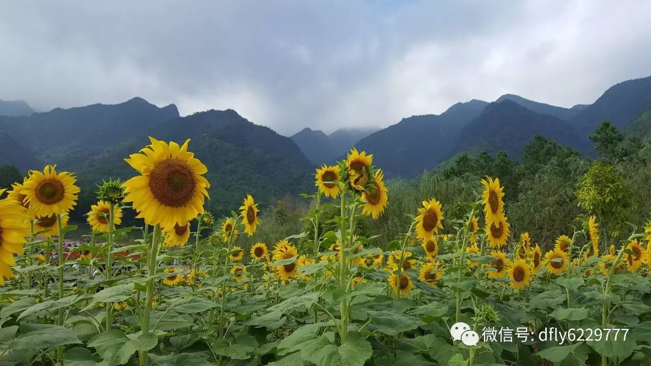 東方國旅9月16日出發韶關玻璃橋雲門花海北伐紀念館南華寺兩天遊