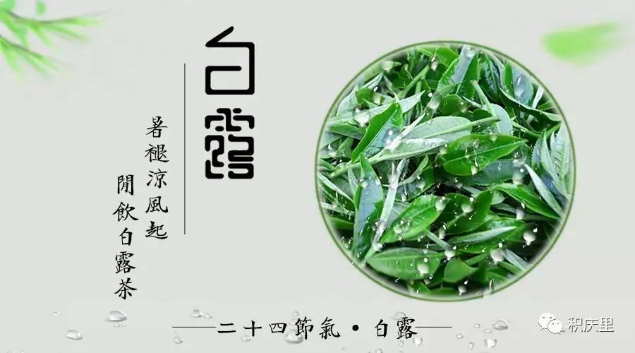 白露 暑褪凉风起,闲饮白露茶