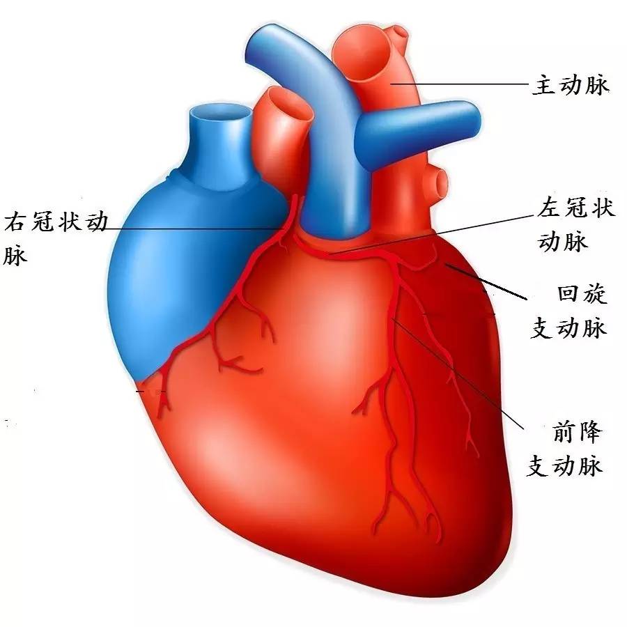 人体心脏结构模式图图片