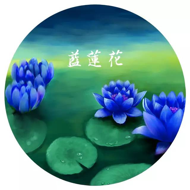 经典诵读蓝莲花