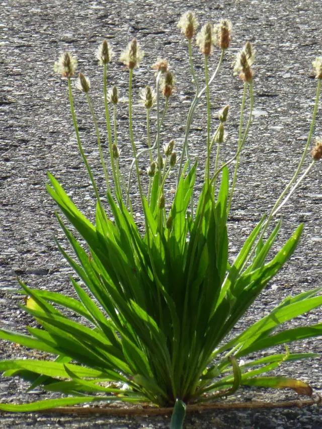 汪峰车菊草图片