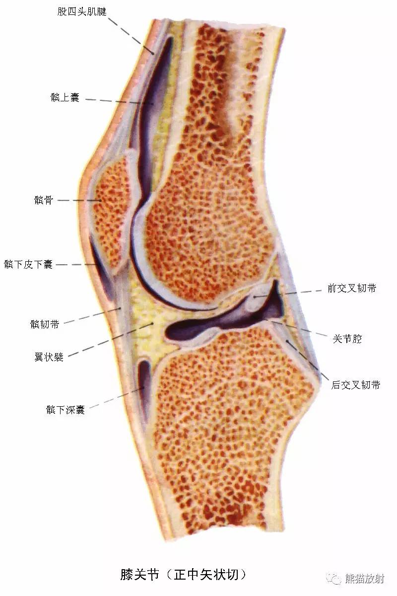 膝关节侧位解剖图片