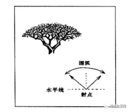 盆景收顶技法图片