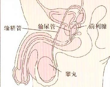 男生前列腺点的位置图片